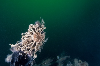 Gorgonocephale sur le Scotsman