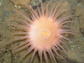 Ste-Rose Anemone2.jpg