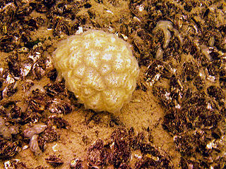 Bryozoaire Magnifique