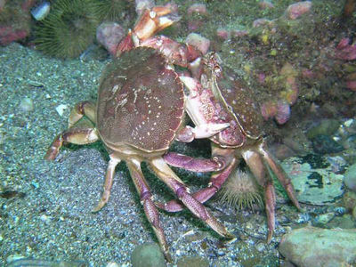 Crabes communs au combat, Pointe St-Pierre